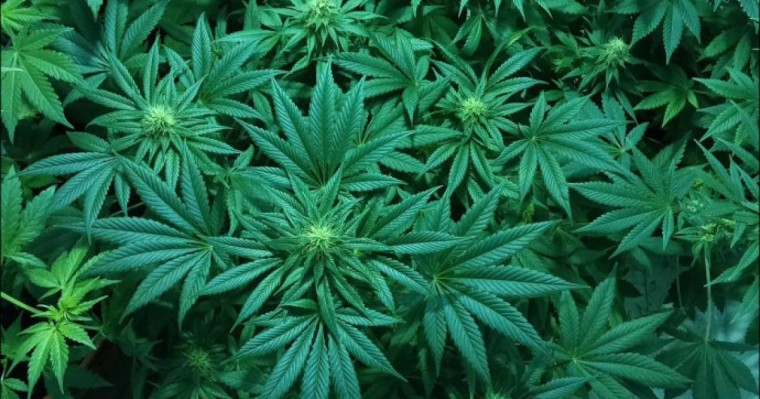 Алматы облысында үйінің жер төлесінде есірткі өсірген тұрғын ұсталды