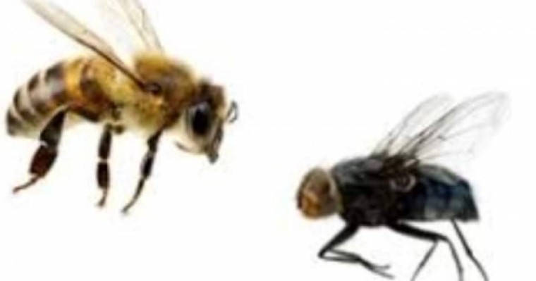 Әпсана: Бал арасы мен шыбын