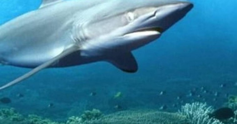 АЖАЛ АУЗЫНДАҒЫ МАХАББАТ