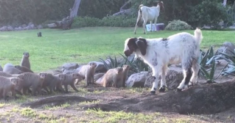 Лақ бір топ жыртқышқа тойтарыс берді