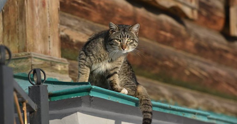 Егеуқұйрыққа тап берген мысық қарсылыққа ұшырап, қашып құтылды – видео  