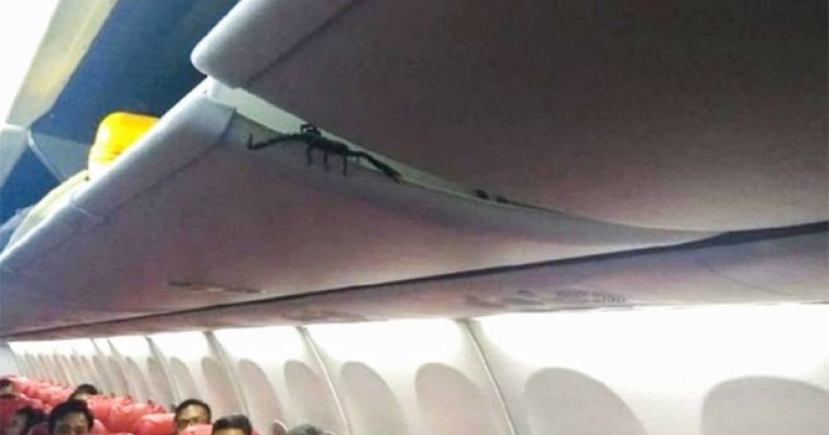 Бордттағы шаян ұшақ пассажирлерін ұлардай шулатқан