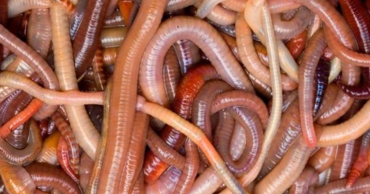 Түс жору: Құрт түсте болса. Түсінде құрттар болса. • Түс Жору