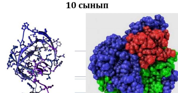 Ферменттер слайд,презентация - Биология - Презентация на казахском языке - Қазақша презентация