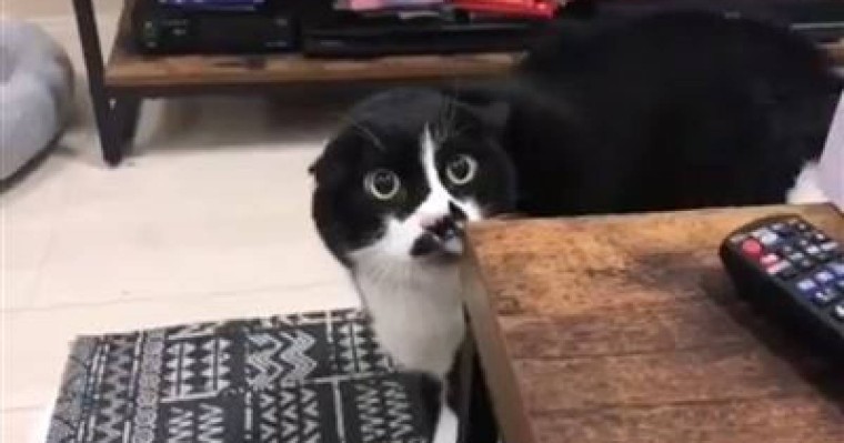 О, тоба: мысық грузин әнін үйреніп алыпты