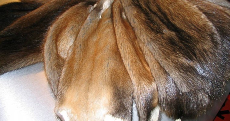 Алматы облысында бағалы терінің аса ірі партиясы тәркіленді