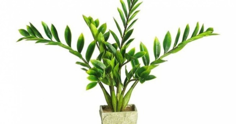 Бөлме гүлдеріне арналған 7 тыңайтқыш