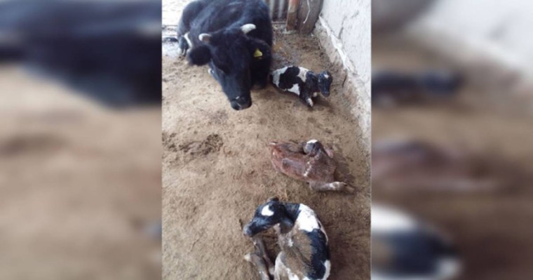 Жаңақорғанда сиыр үш бұзау туды