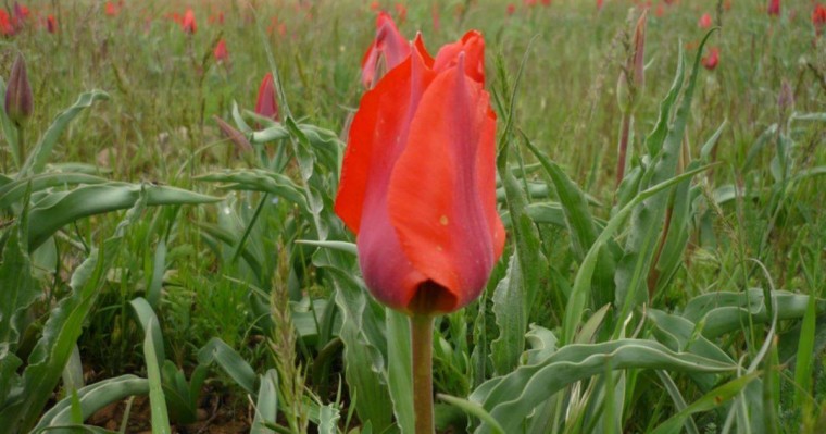 Түркістан облысында "қызғалдақ жұлған" сегіз азаматтың үстінен қылмыстық іс қозғалды