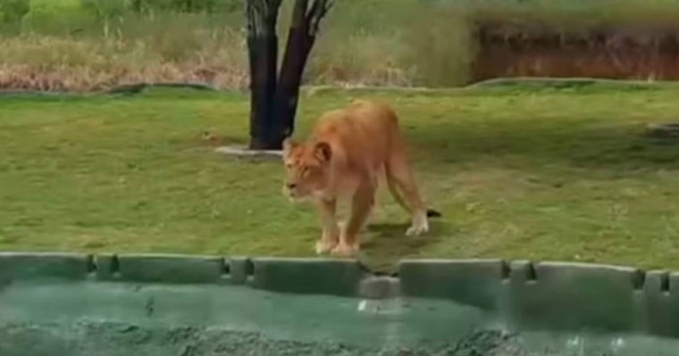 Туристер арыстанның ызасына тиді: оқиғаның соңын ешкім күтпеген