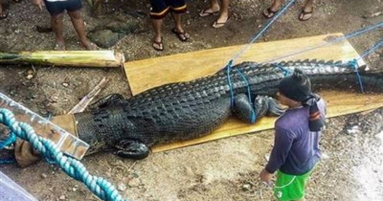 Адам жейтін алып қолтырауын қолға түсті