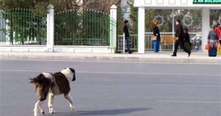 Қаңғыбас иттерді жойып жатыр | КТК