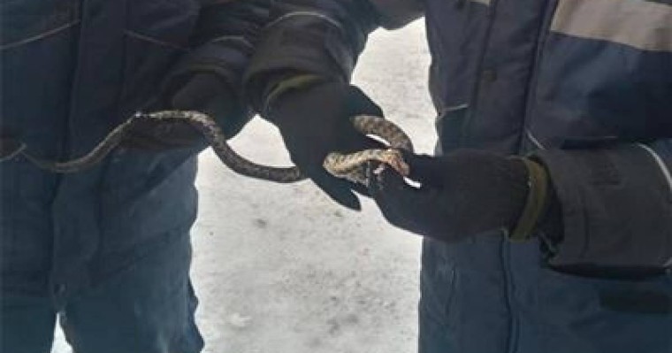 Қарағандыда пәтерден шыққан жылан елді шошытты