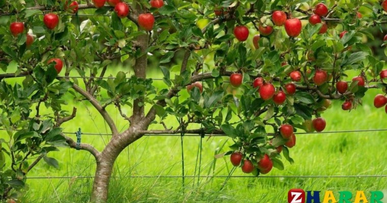 Сауат ашудан сабақ жоспары: Әңгімедегі кейіпкерді сипаттау №1 (1 сынып, 6 бөлім ) » ZHARAR