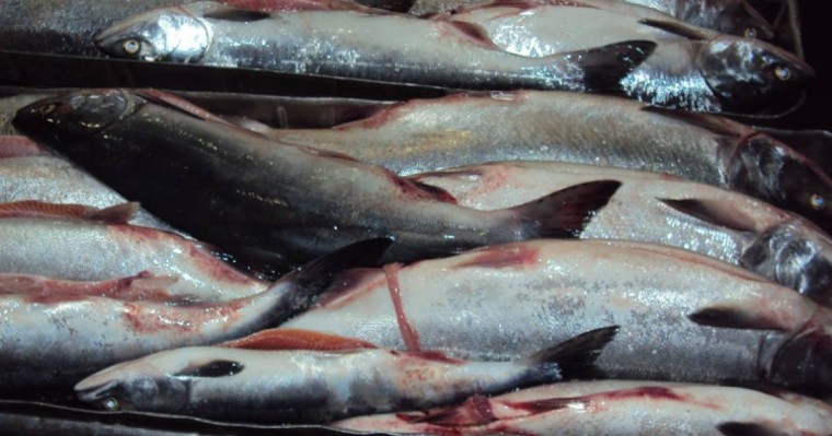 哈萨克斯坦冷冻鱼获中国市场欢迎