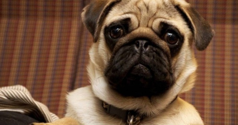 Салық орнына тәркіленген ит үшін қожайыны сотқа жүгінді