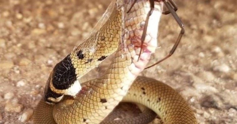 ​Өрмекші ең улы жыланды жеңген