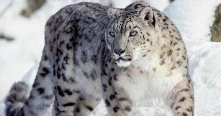 Қазақ тілінен сабақ жоспары: Қар барысы – сұлу аң (5 сынып, I тоқсан, 3 бөлім ) » ZHARAR