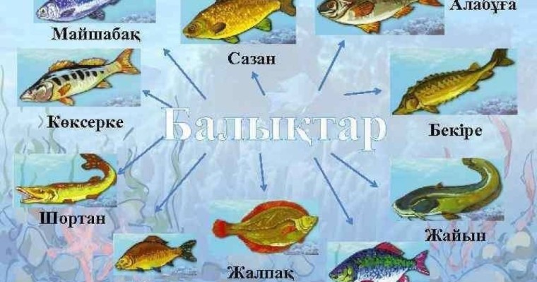 Қазақ тілінен сабақ жоспары: Балықтар №10 сабақ (3 сынып, I тоқсан, 1 бөлім) » ZHARAR