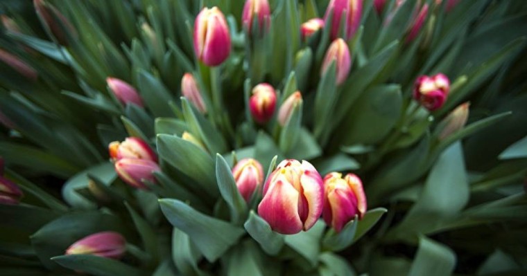 8 наурызды тойламайтын елдер