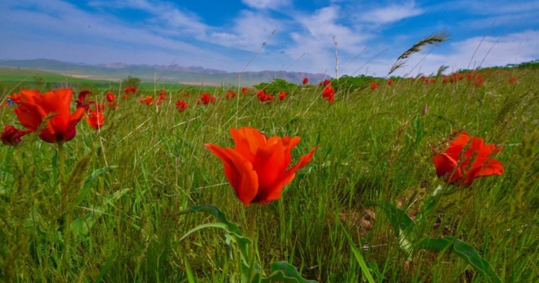 Әлемдік өркениетке қосқан үлес