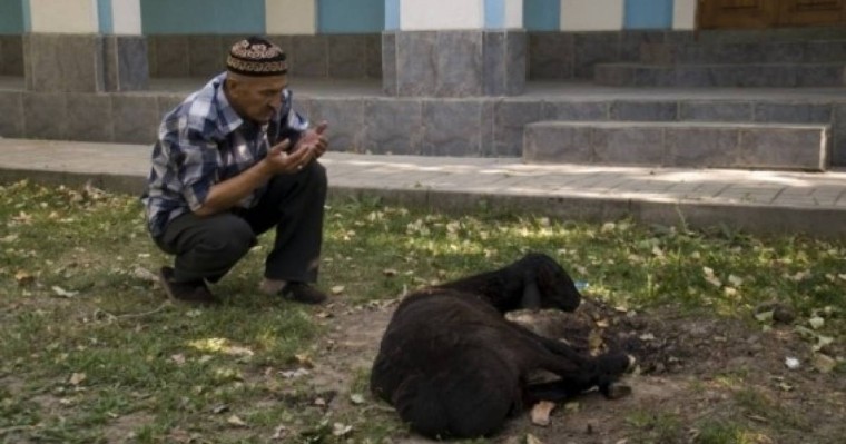 Қой сою тәртібі