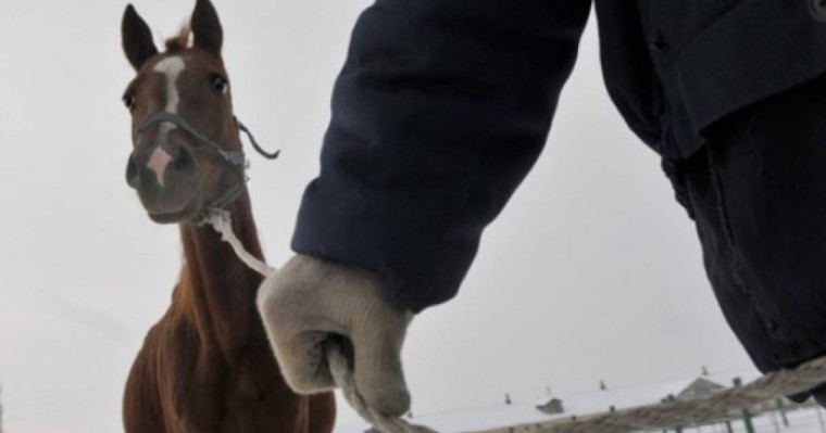 Алматы облысының полицейлері мал ұрлығымен білек сыбана күресуде