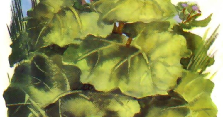 Ұсқынсыз үйрек - Ханс Кристиан Андерсен - Ертегілер - Bilim