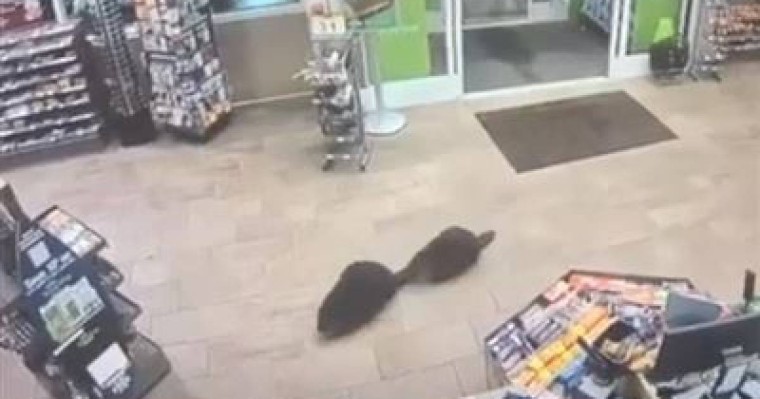 Құндыздар азық-түлік дүкенінде бейнебақылауға түсіп қалды