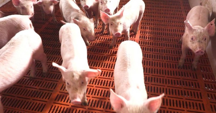 朝鲜首次对内公布非洲猪瘟疫情