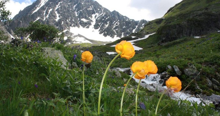 Алтайға кел, ағайын!