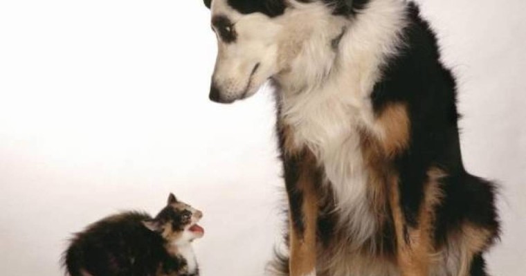 Қазақша Ертегілер жинағы