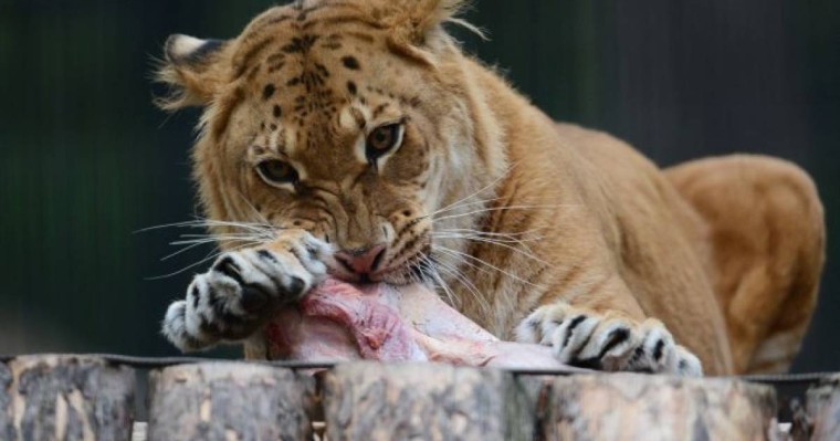 Ер адам әлемдегі "ең үлкен мысықпен" серуендеп жүр