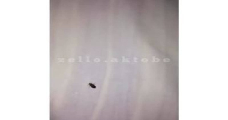 «Ақтөбе-Алматы» бағытындағы пойызда төсектен зиянкестер табылған