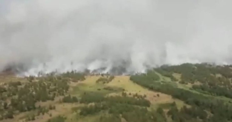 Қарағанды облысындағы қорықта тілсіз жау орманды жалмап барады