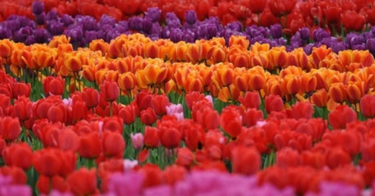 Түркістан абат баққа айналмақ