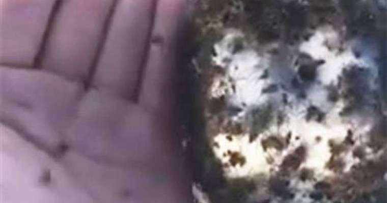 Шол шетінде құжынаған өрмекшілер жұрттың жағасын ұстатты