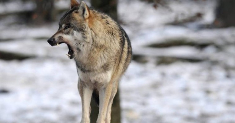 Қостанай облысында әйел мен балаға қасқыр тап берді