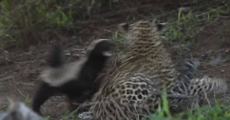 Баласына араша түскен борсық леопардқа жан ұшыра тап берді