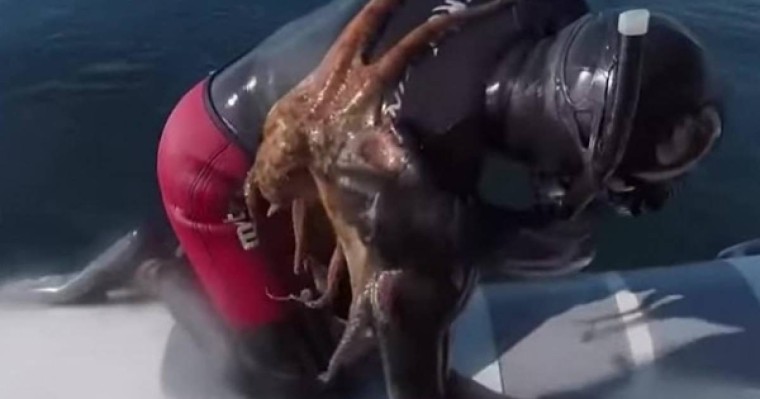 Видеошок: Сегізаяқ дайверді "құшақтап" жібермей қойған