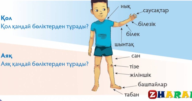 Сауат ашудан сабақ жоспары: Адам (1 сынып,1 бөлім ) » ZHARAR