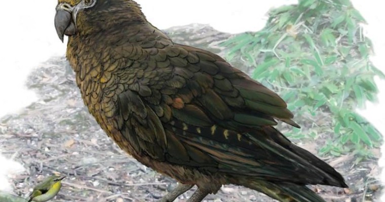 古生物学家在新西兰发现巨型鹦鹉遗骸