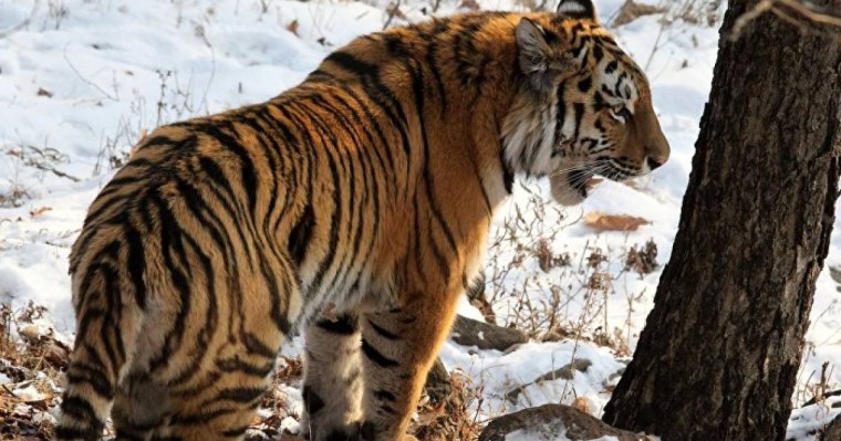 Жолбарыстың видеосы қазақстандықтарды дүрліктірді: министрлік түсініктеме берді