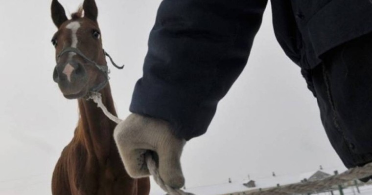 Алматы облысының полициясы мал ұрлығымен айналысқандарды ұстады