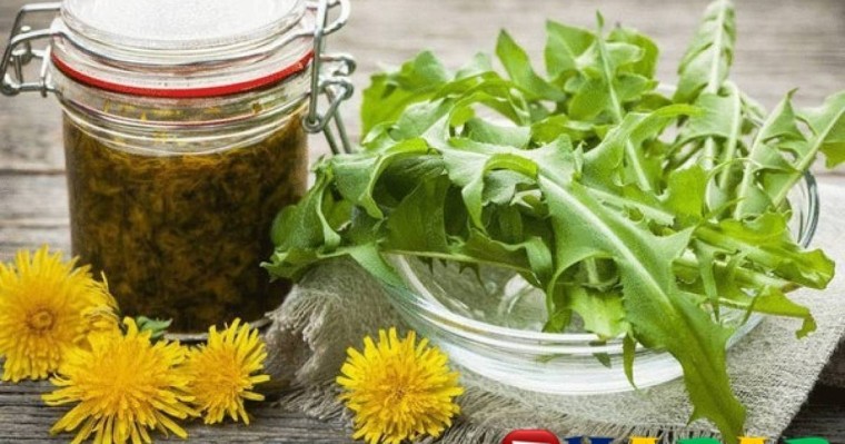 Бақбақ гүлінің адам денсаулығына пайдасы