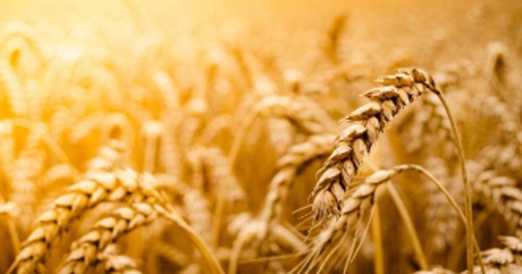 联合国粮农组织：全球食品价格连续五个月上涨