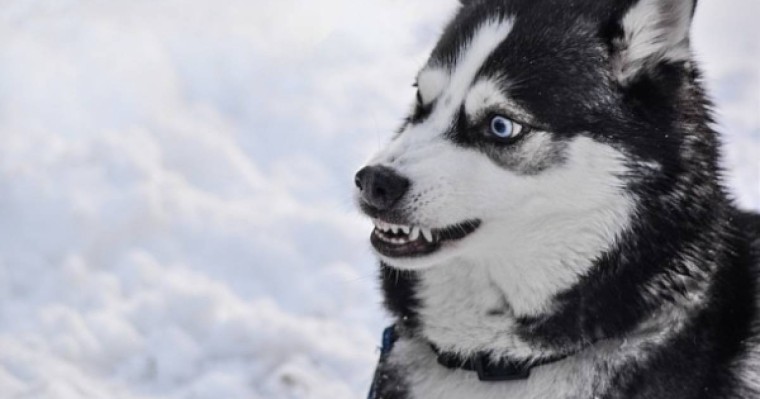 Ит 4 жасар баланың қолын жұлып алып, оны жеп қойған