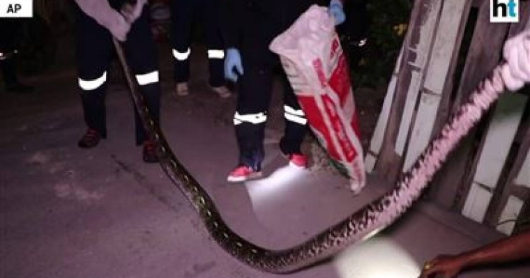 Зейнеткердің жоғалған бес мысығын жылан жұтып қойған