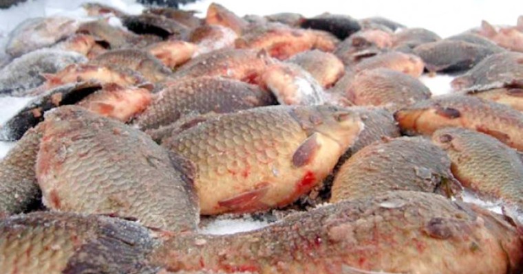 Алматы облысында "Қызыл кітапқа" енген балықты аулағандар ұсталды