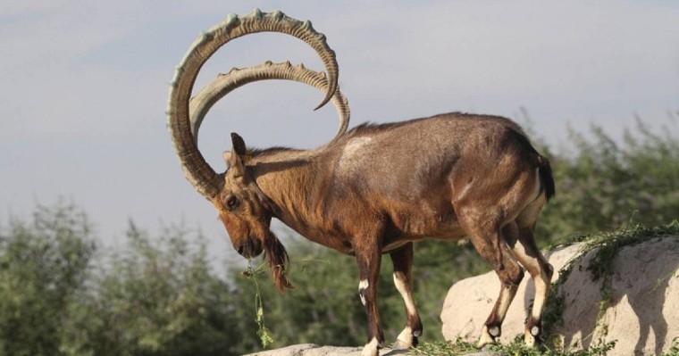 禁猎措施出成效 东哈州野生动物种群数量显著回升